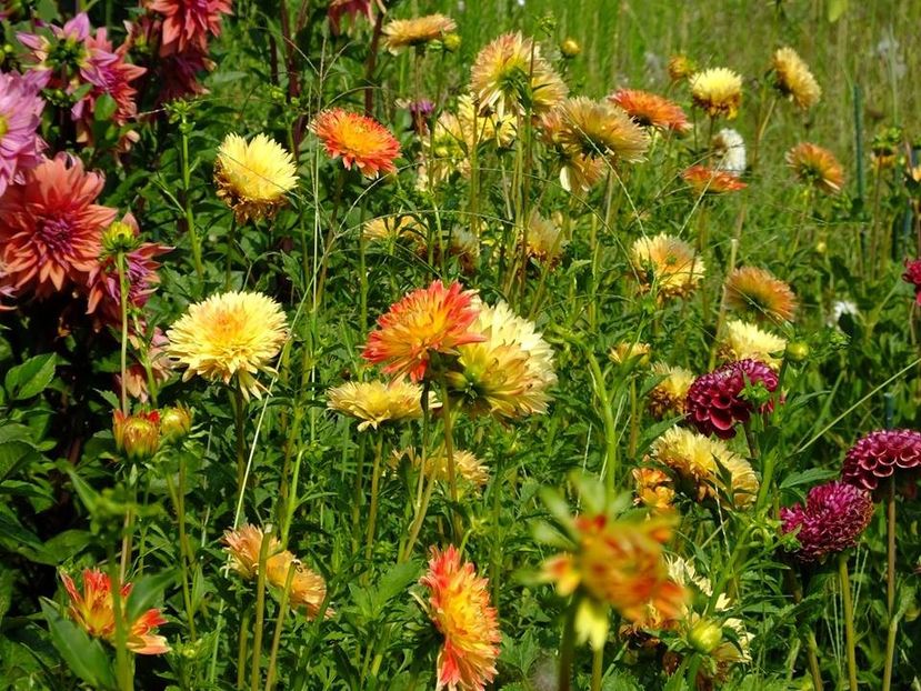 dalii10 - 2016_06-08_Iunie-August