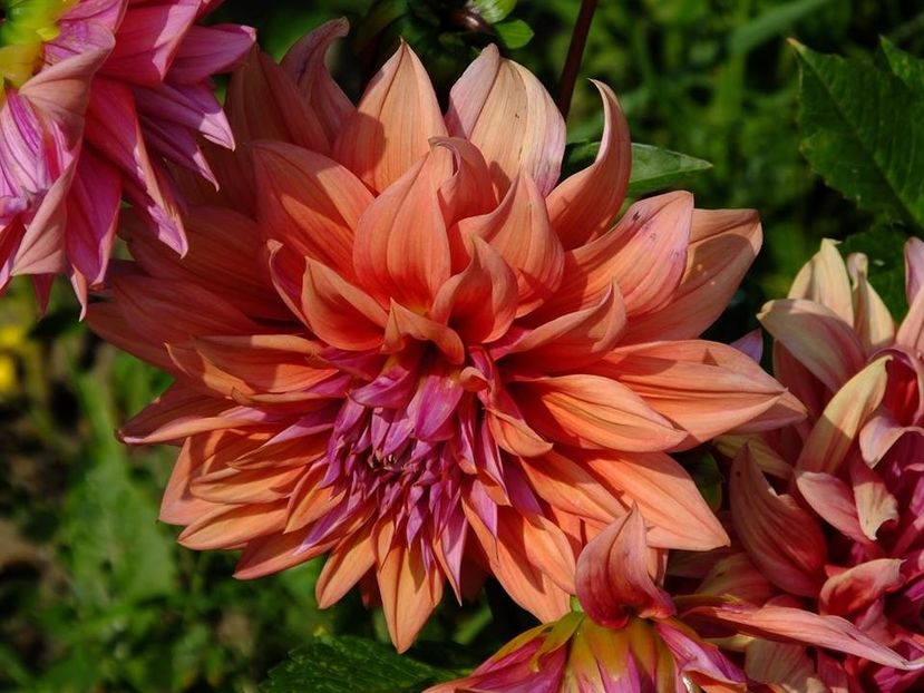 dalii11 - 2016_06-08_Iunie-August