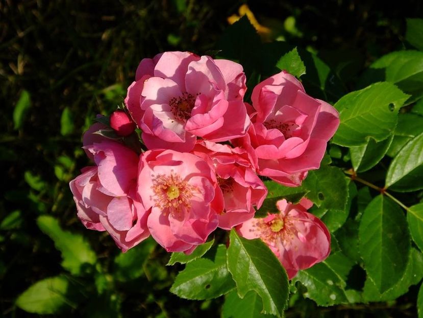 angela - 2016_06-08_Iunie-August