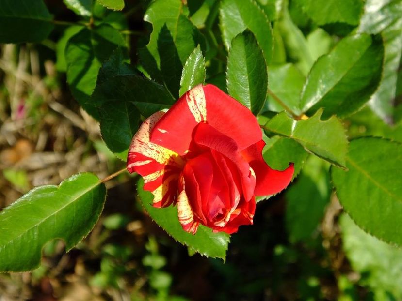 broceliande1 - 2016_06-08_Iunie-August