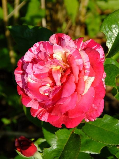 broceliande2 - 2016_06-08_Iunie-August