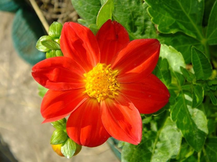 dalii1 - 2016_06-08_Iunie-August