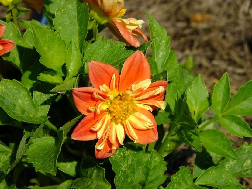 dalii2 - 2016_06-08_Iunie-August