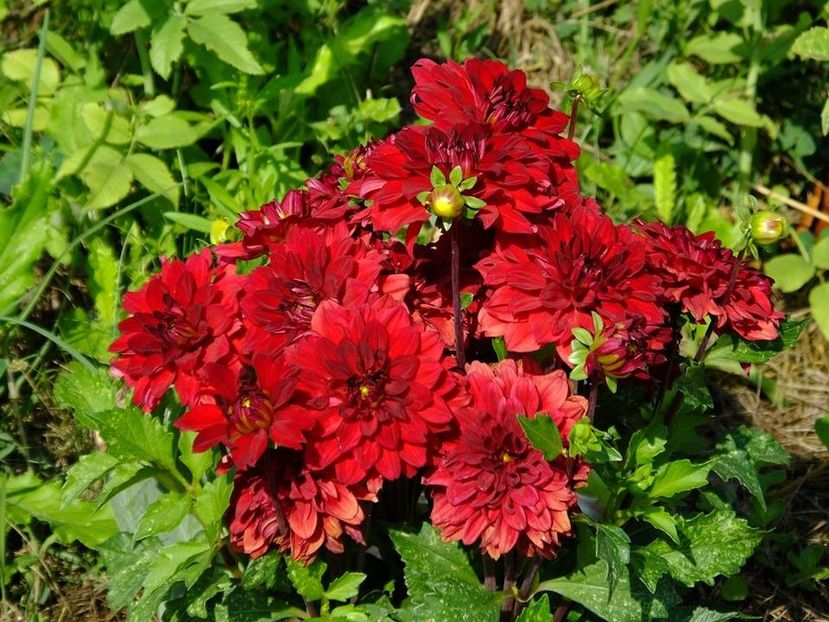 dalii4 - 2016_06-08_Iunie-August