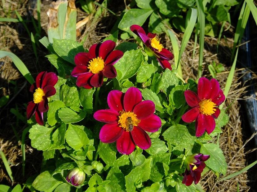 dalii5 - 2016_06-08_Iunie-August