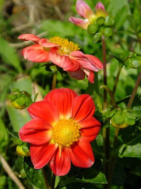 dalii6 - 2016_06-08_Iunie-August