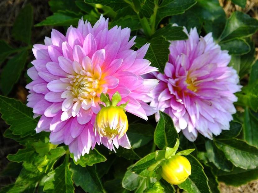 dalii7 - 2016_06-08_Iunie-August