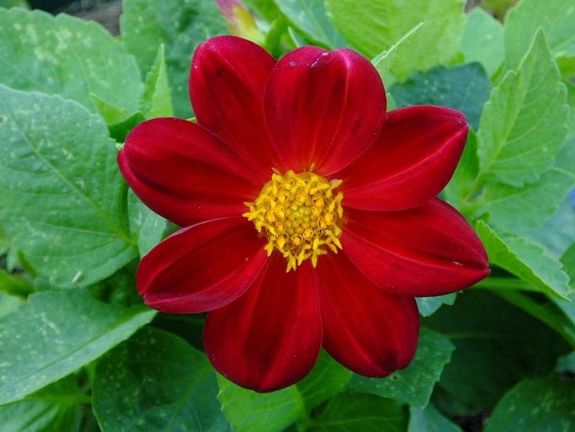 dalii8 - 2016_06-08_Iunie-August