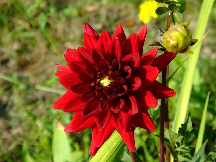 dalii14 - 2016_06-08_Iunie-August