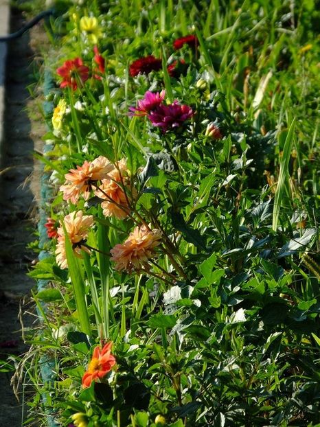 dalii16 - 2016_06-08_Iunie-August