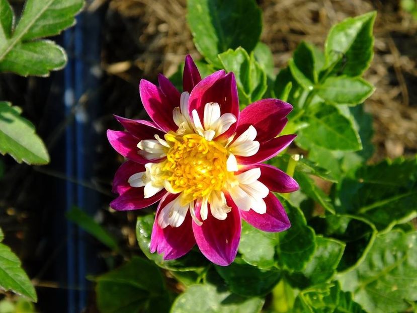 dalii18 - 2016_06-08_Iunie-August