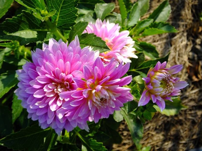 dalii20 - 2016_06-08_Iunie-August