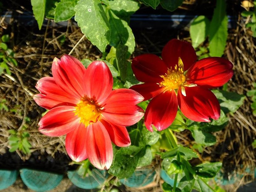 dalii23 - 2016_06-08_Iunie-August