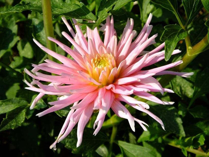 dalii24 - 2016_06-08_Iunie-August