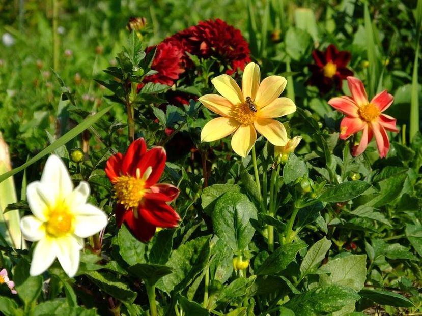 dalii25 - 2016_06-08_Iunie-August