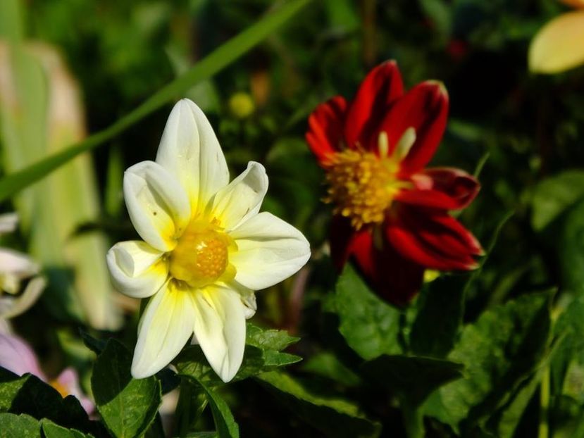 dalii26 - 2016_06-08_Iunie-August