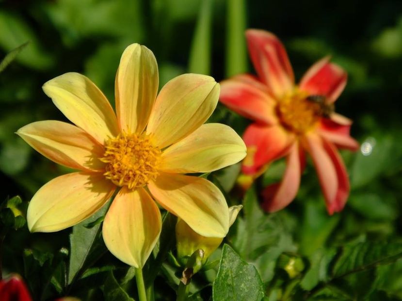 dalii27 - 2016_06-08_Iunie-August