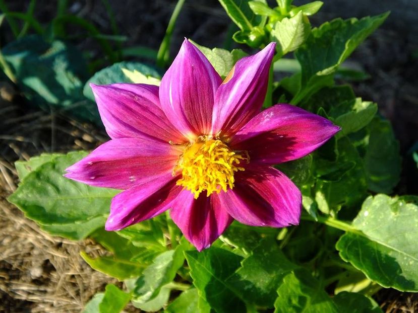 dalii30 - 2016_06-08_Iunie-August