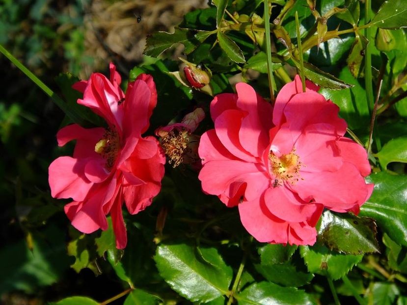 haidetraum2 - 2016_06-08_Iunie-August