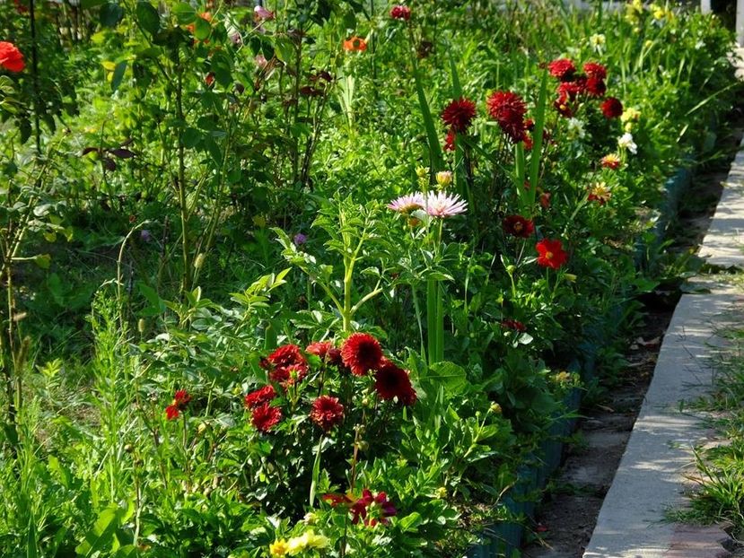 alee1 - 2016_06-08_Iunie-August