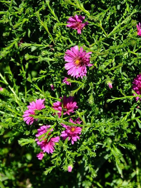 aster - 2016_06-08_Iunie-August