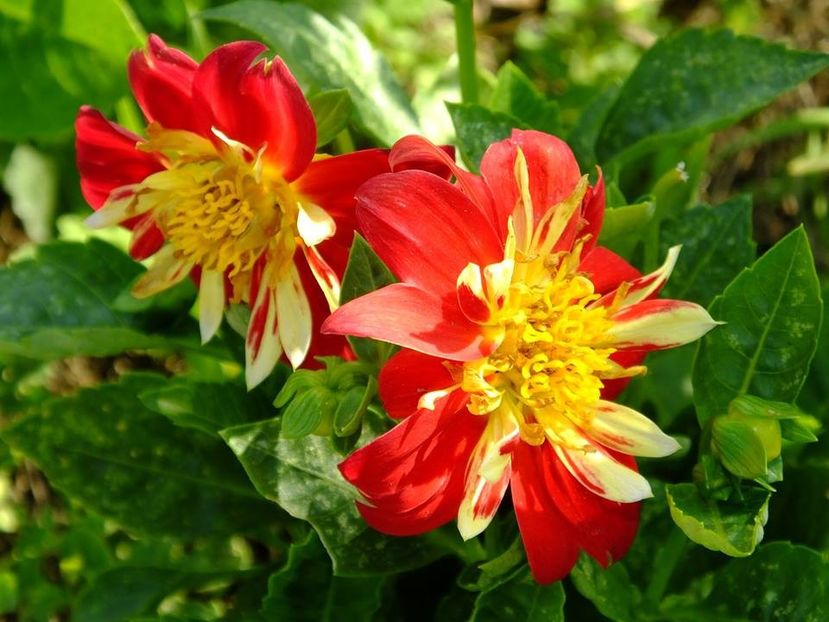 dalii2 - 2016_06-08_Iunie-August