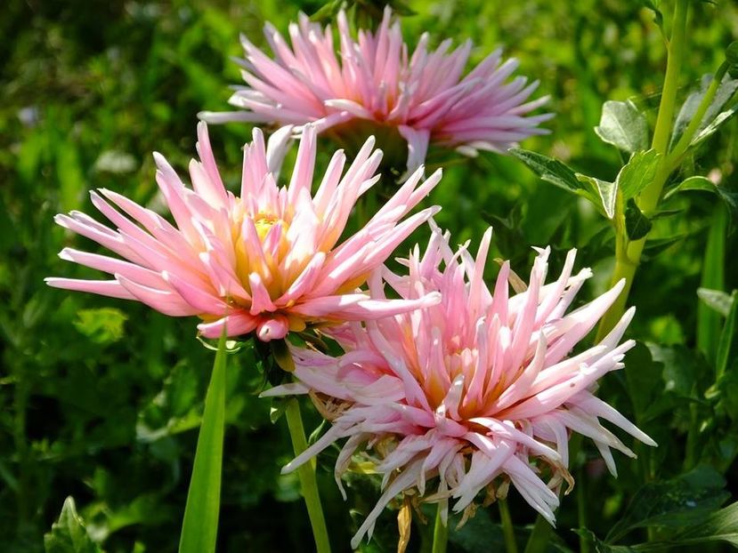 dalii3 - 2016_06-08_Iunie-August