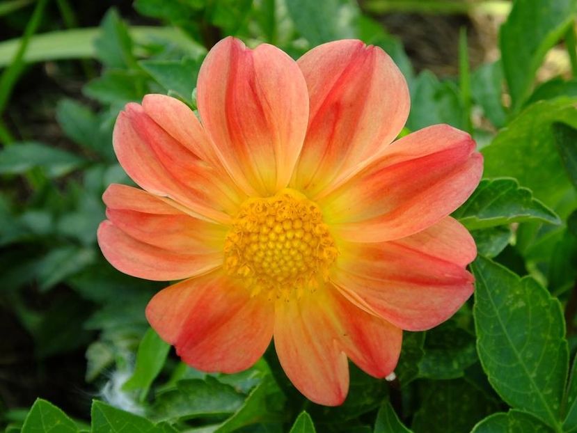 dalii4 - 2016_06-08_Iunie-August