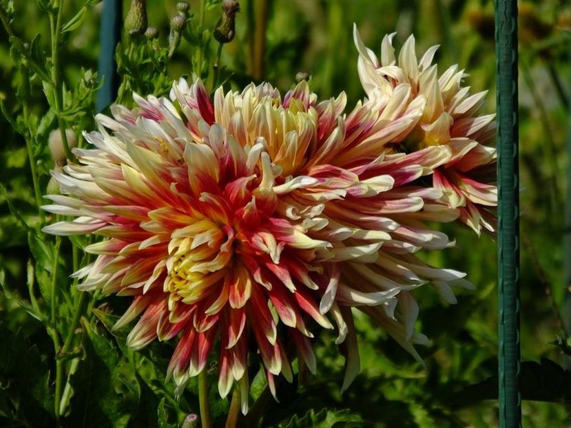 dalii8 - 2016_06-08_Iunie-August