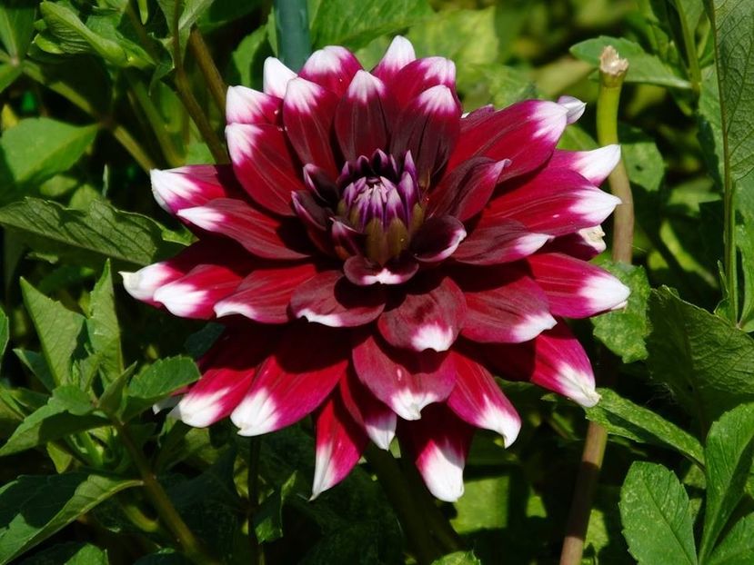 dalii9 - 2016_06-08_Iunie-August