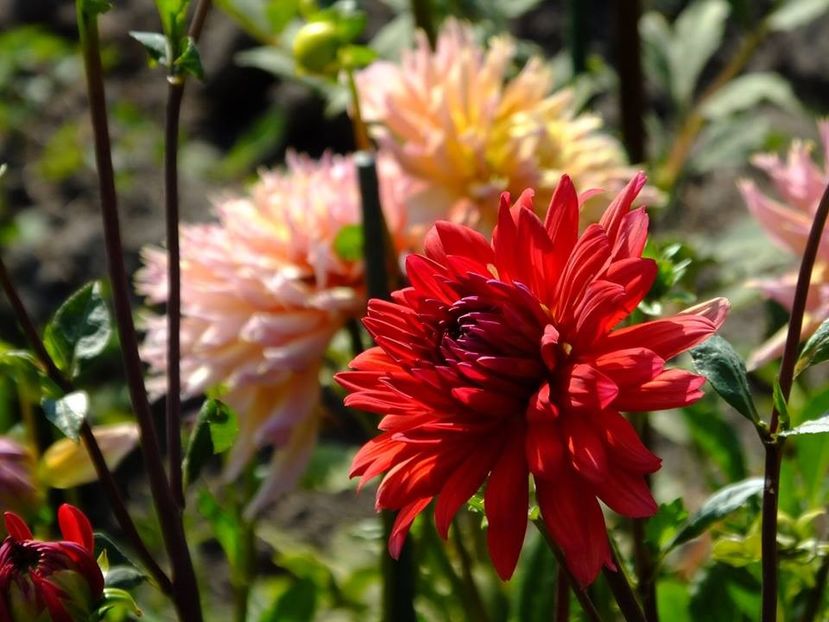 dalii11 - 2016_06-08_Iunie-August