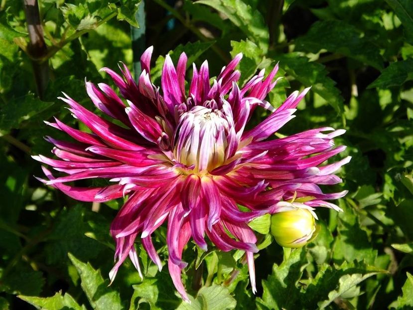 dalii12 - 2016_06-08_Iunie-August