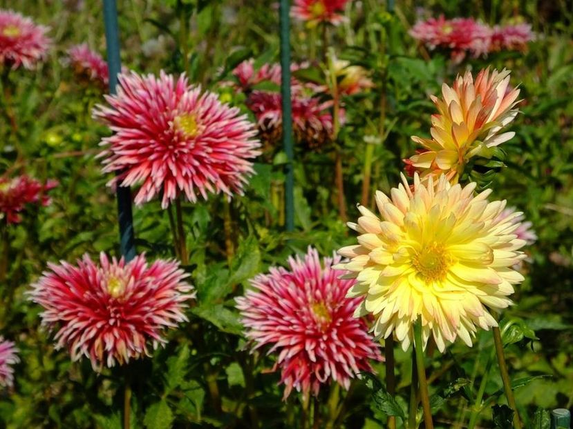 dalii14 - 2016_06-08_Iunie-August