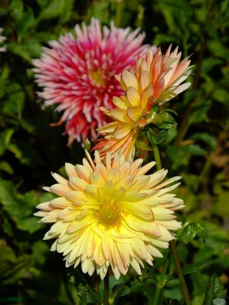 dalii15 - 2016_06-08_Iunie-August