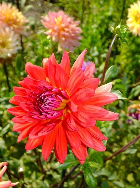 dalii17 - 2016_06-08_Iunie-August