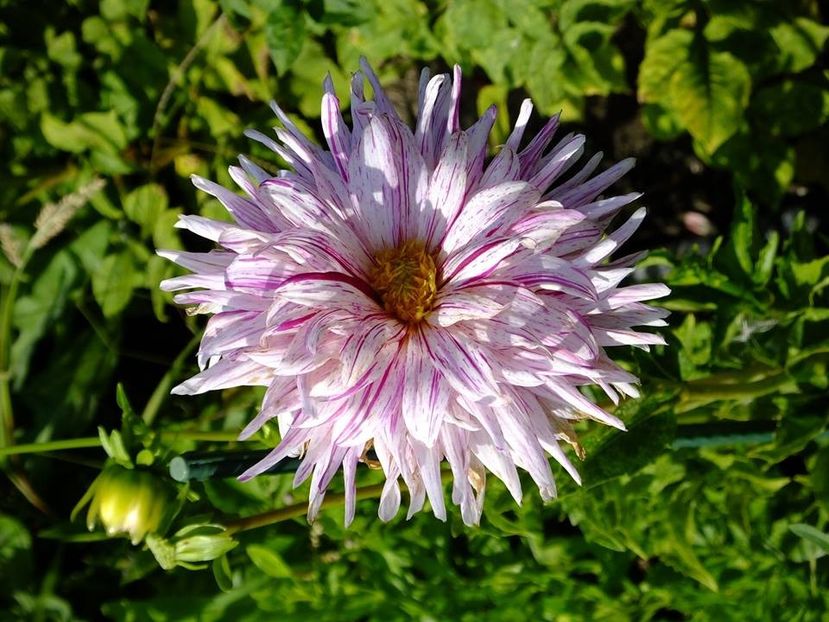 dalii19 - 2016_06-08_Iunie-August