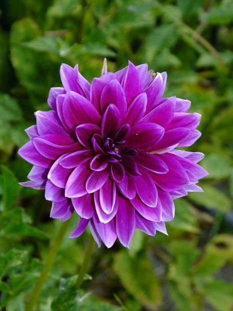 dalii20 - 2016_06-08_Iunie-August