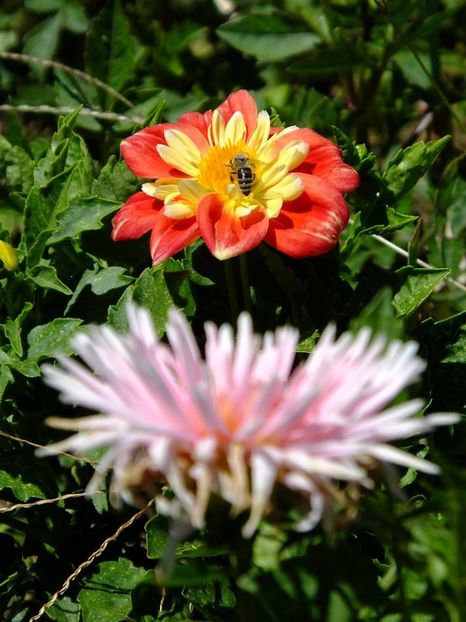 dalii21 - 2016_06-08_Iunie-August