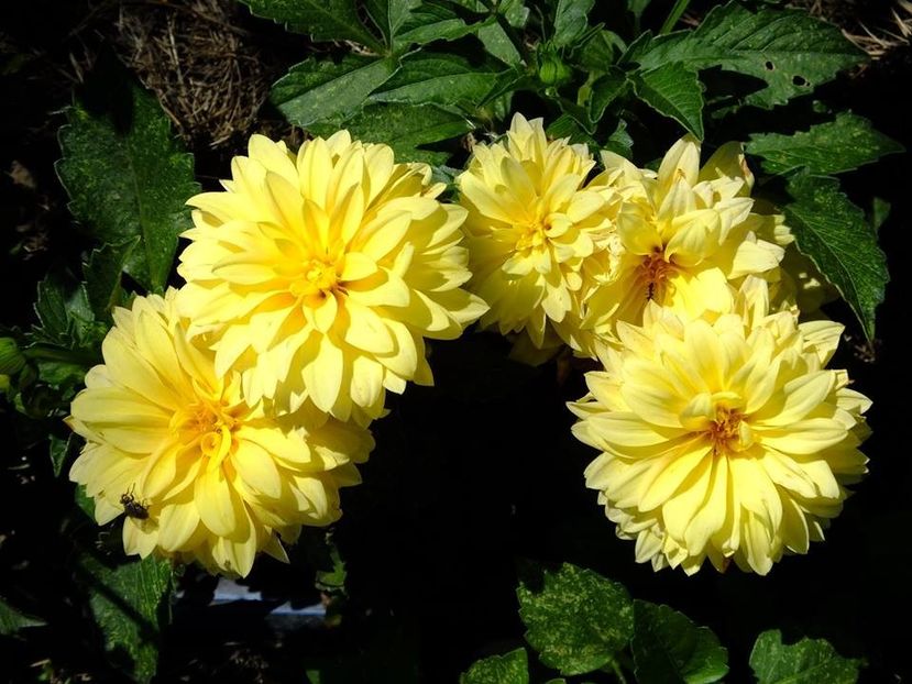 dalii22 - 2016_06-08_Iunie-August