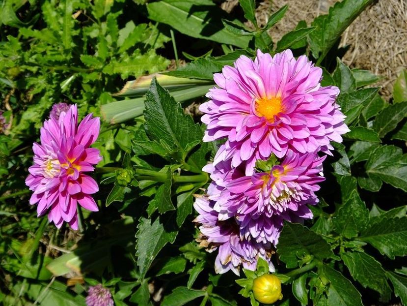 dalii23 - 2016_06-08_Iunie-August