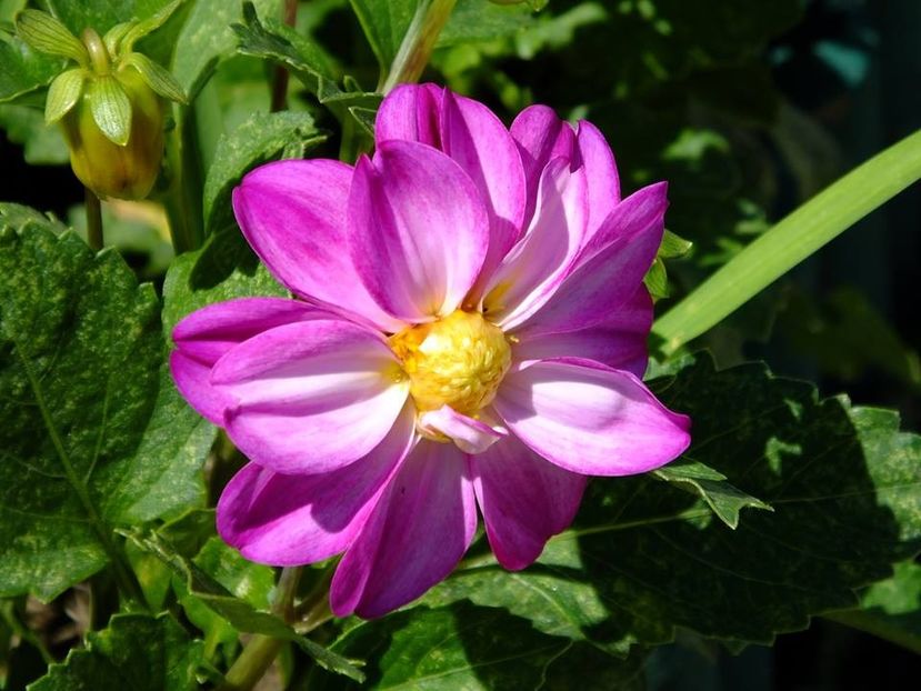 dalii25 - 2016_06-08_Iunie-August
