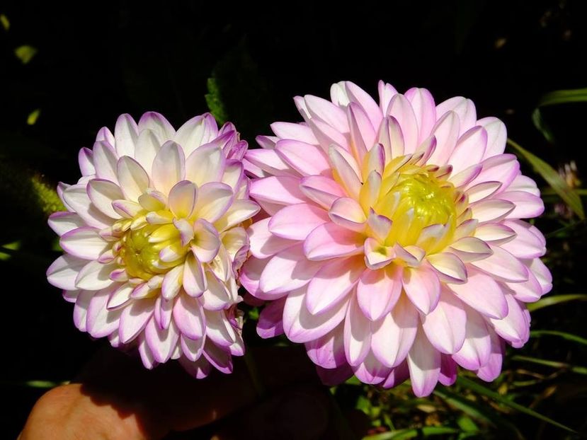 dalii26 - 2016_06-08_Iunie-August