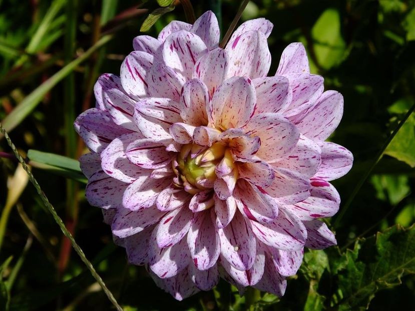 dalii28 - 2016_06-08_Iunie-August