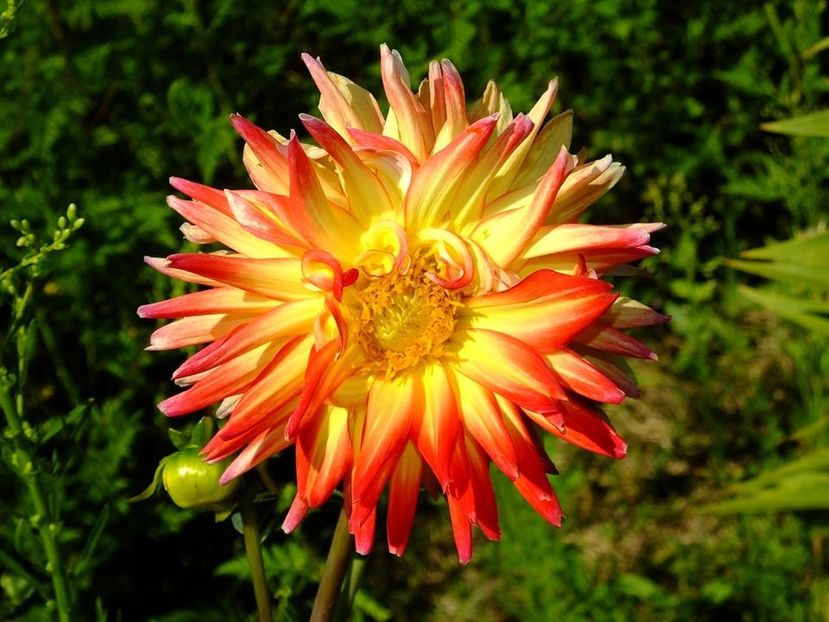 dalii37 - 2016_06-08_Iunie-August