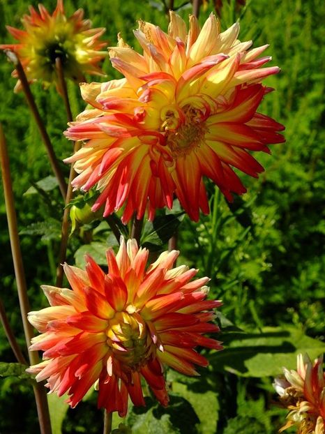 dalii37a - 2016_06-08_Iunie-August
