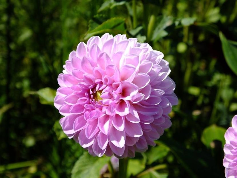 dalii39 - 2016_06-08_Iunie-August