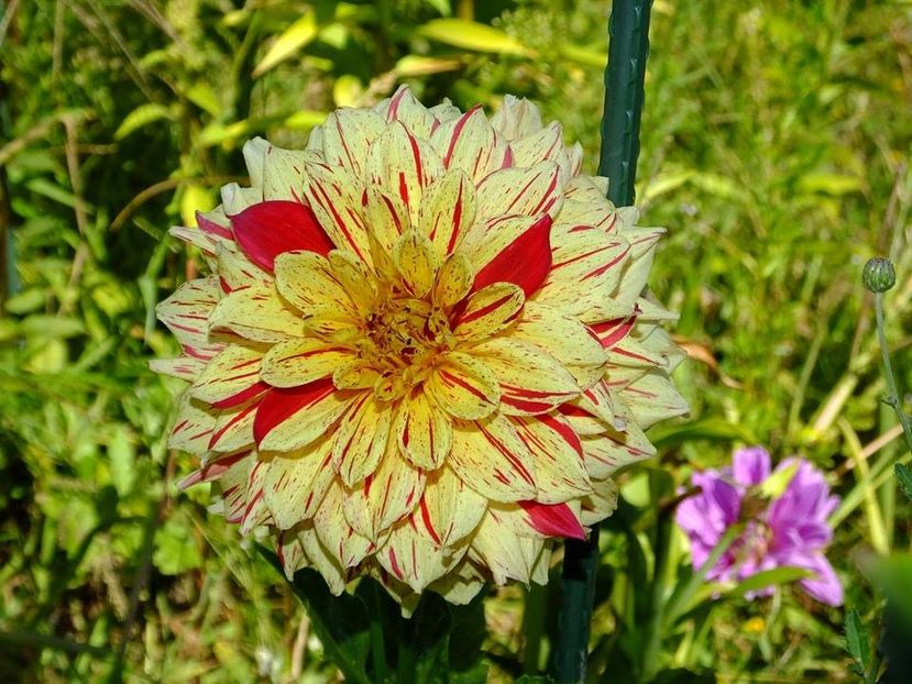 dalii41 - 2016_06-08_Iunie-August