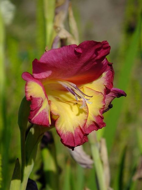gladiole1 - 2016_06-08_Iunie-August