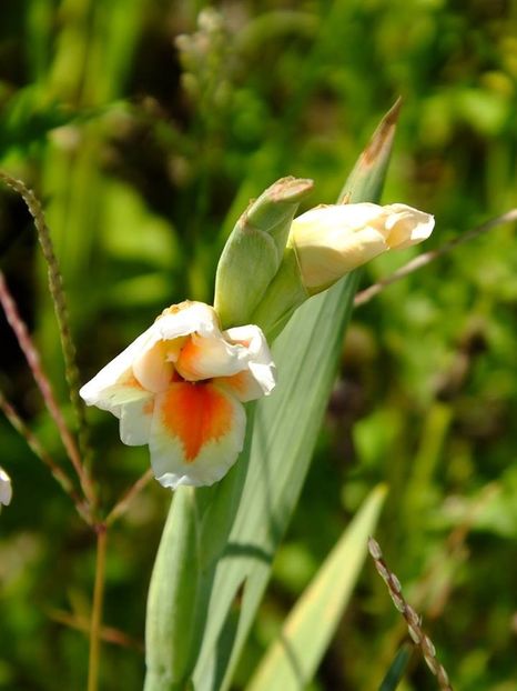 gladiole3 - 2016_06-08_Iunie-August