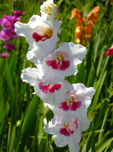 gladiole6 - 2016_06-08_Iunie-August